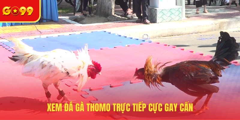 Xem đá gà thomo trực tiếp cực gay cấn