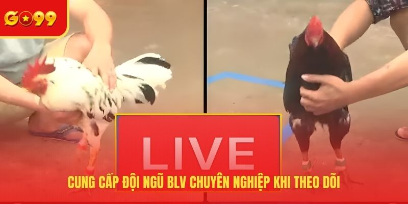 Cung cấp đội ngũ BLV chuyên nghiệp khi theo dõi
