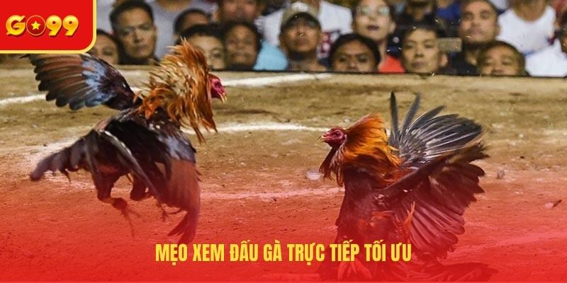 Mẹo xem đấu gà trực tiếp tối ưu