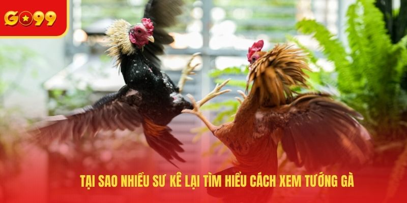 Tại sao nhiều sư kê lại tìm hiểu cách xem tướng gà