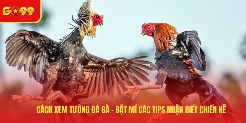 Cách xem tướng đá gà