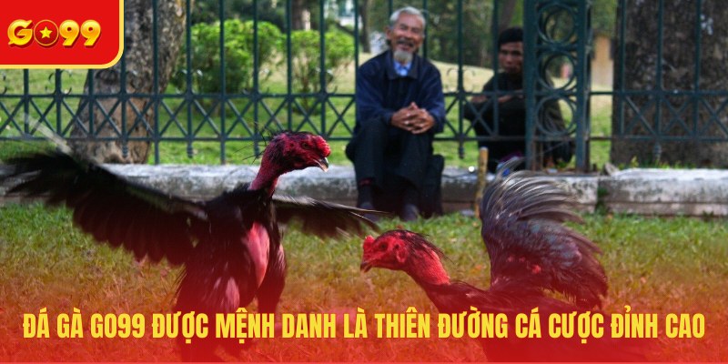 Đá gà GO99 được mệnh danh là thiên đường cá cược đỉnh cao